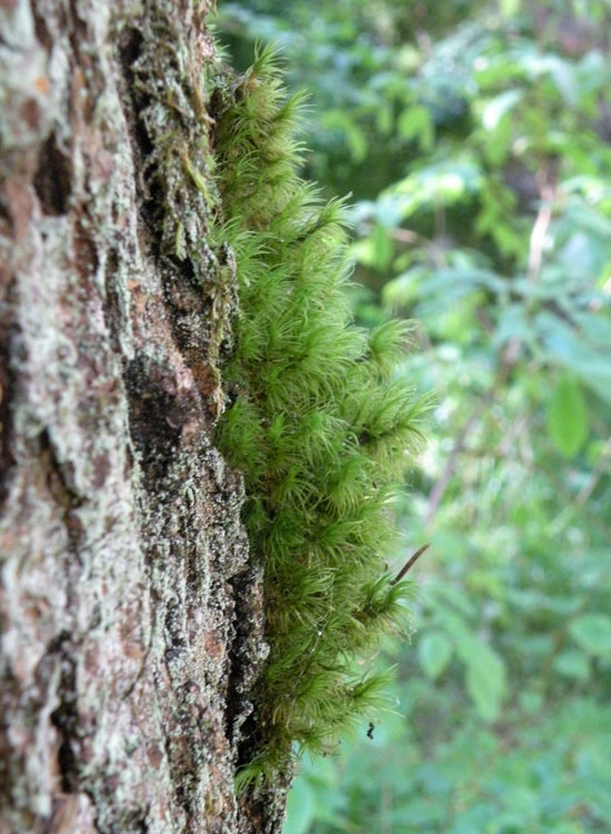 Muschio trentino: Dicranum majus?